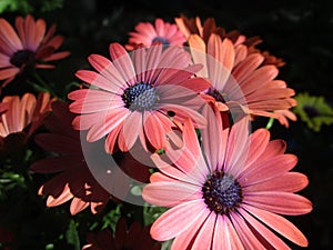 Bright attractive summer Margarita Daisy flowers close up 2019 photo