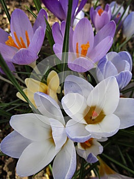 Bright attractive sweet colorful purple white Whitewell Crocus blossom flowers blooming in spring 2020 photo