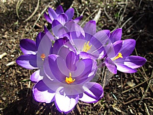 Bright attractive sweet light color Whitewell Purple Crocus flower blooming in mid-spring in a garden 2019