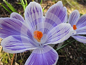 Bright attractive sweet light color Whitewell Purple Crocus flower blooming in mid-spring in a garden 2019