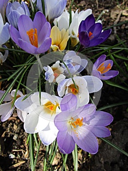 Bright attractive colorful tender Whitewell Crocus flowers in bloom in garden at spring 2020 photo