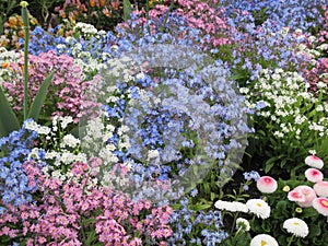 Bright attractive various colors forget-me-not flowerbed blooming in springtime April 2021