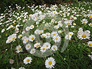 Bright attractive white Common Daisy flowers blooming in spring close up