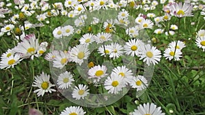 Bright attractive white Common Daisy flowers close up 2019