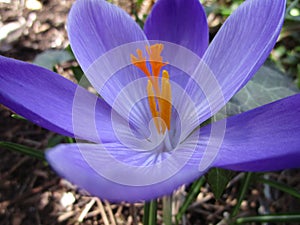 Bright attractive Whitewell Purple Crocus flowers blooming in spring photo