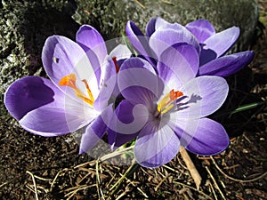 Bright attractive Whitewell Purple Crocus flowers blooming in spring photo
