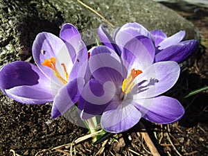 Bright attractive Whitewell Purple Crocus flowers blooming in spring 2019 photo