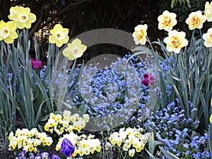 Bright attractive yellow daffodil and blue forget-me-not mix flowerbed blooming in springtime April 2021