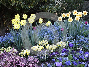 Bright attractive yellow daffodil and blue forget-me-not mix flowerbed blooming in springtime April 2021