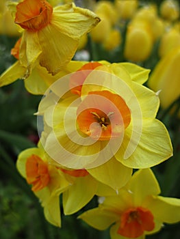 Bright attractive yellow daffodil flowerbed blooming in springtime April 2021