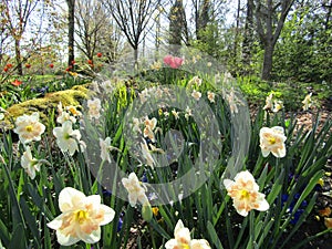 Bright attractive yellow daffodil mix flowerbed blooming in springtime April 2021