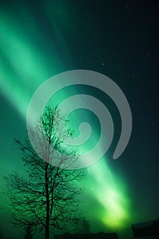 Bright aurora arc with a tree