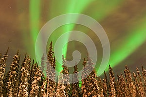 Bright Aurora Bands over Lit Trees photo