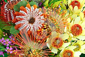 Bright Australian native flowers