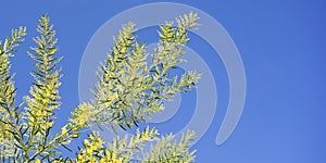 Bright Australian spring background Golden Wattle and blue sky