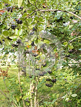 bright autumn background leaves and fruits of chokeberry Bush