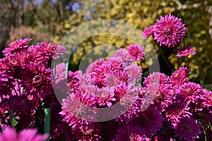 bright autumn chrysanthemums bloom for a long time in the garden