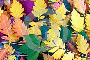 Bright autumn colorful leaves on wooden background, texture, background on autumn theme