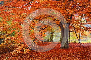 Bright Autumn Colors, Tree in the woods