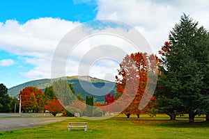 Bright autumn colours in Turangi town park with mountains of Tongariro