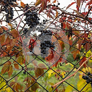 Bright Autumn Foliage and Clusters of Ripe Grapes