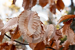 Bright Autumn Foliage Sparkles in the Forest