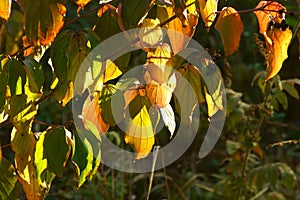 Bright autumn foliage in sunset light