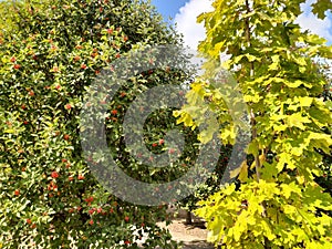 Bright autumn garden, yellow and green foliage