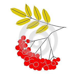 A bright autumn illustration of ripe rowan berries on branch with leaves yellowed by autumn. Flat style vector clip-art