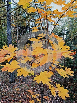 Yellow maple , pines in autumn wood