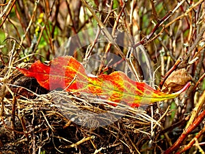 Bright autumn leaf in an empty bird nest