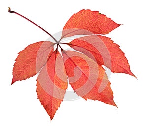 Bright autumn leaf, isolated on white