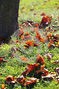 Bright autumn leaves glowing in sunlight on a green grass