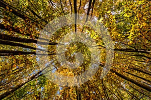 Bright autumn leaves in the natural environment