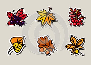 Bright autumn leaves and ripe berries. Illustrations can be used as packaging labels for shipping, badging, and garment decoration