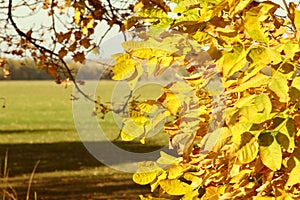 Bright autumn leaves on the tree branches