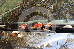 Bright autumn leaves on a windshield