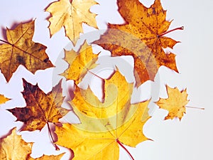 Bright autumn maple leaves on beige paper background. Seasonal fall composition, thanksgiving day concept. Creative flatlay, top