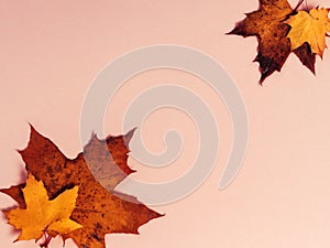 Bright autumn maple leaves on beige paper background. Seasonal fall composition, thanksgiving day concept. Creative flatlay, top