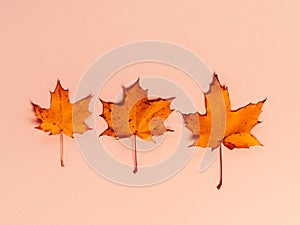 Bright autumn maple leaves on beige paper background. Seasonal fall composition, thanksgiving day concept. Creative flatlay, top