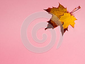 Bright autumn maple leaves on pink paper background. Seasonal fall composition, thanksgiving day concept. Creative flatlay, top