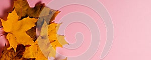 Bright autumn maple leaves on pink paper background. Seasonal fall composition, thanksgiving day concept. Social media banner or