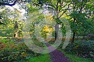 Bright autumn morning on the paths of Sherwood Forest