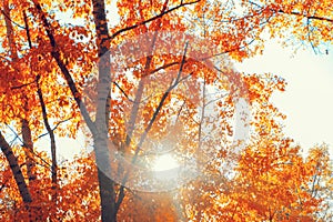 The bright autumn morning sun shines through the yellow foliage