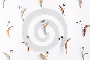 Autumn pattern of linden tree seeds on white background. Top view, flat lay, view from above