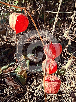 Bright autumn physalis. Bright orange bolls of ripe autumn physalis.