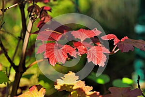 Bright autumn red and green leaves