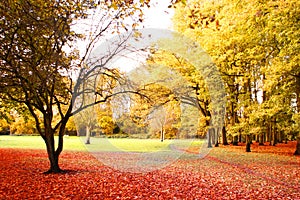 Bright autumn scenery