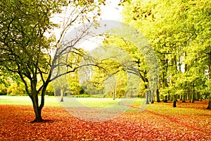 Bright autumn scenery