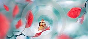 Bright  autumn summer natural background. Red leaves and butterfly in forest. Magical nature of autumn. Banner format.